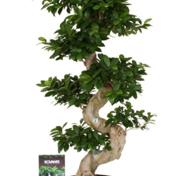 Ficus micr. S-type in kunststof sierpot