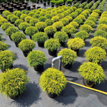 Chamaecyparis pis. 'Sungold'