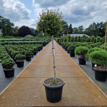 Syringa meyeri 'Pink Perfume' ®