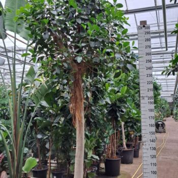 Ficus rubiginosa Australis stam 400
