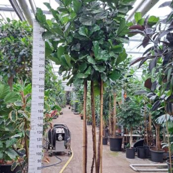 Ficus Lyrata trio stam XXXL