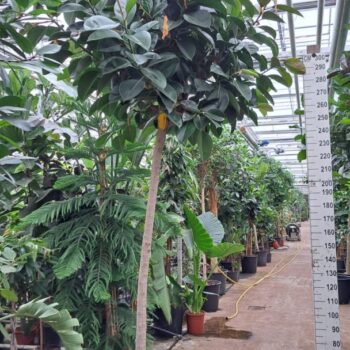 Ficus Elastica Robusta stam XXXL