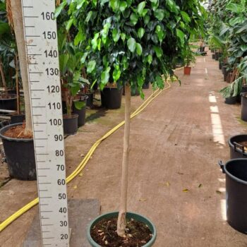 Ficus Danielle rechte stam XL