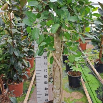 Ficus Benghalensis Audry stam XXL