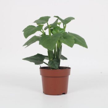 Cissus Quandrangularis