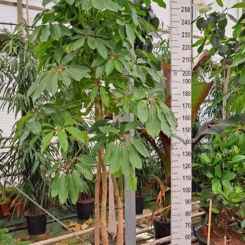 Schefflera Amate multistam XL 280