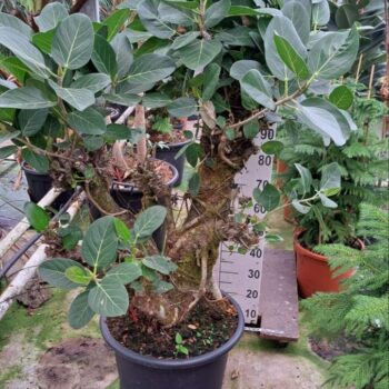 Ficus Beng. Audry vertakt XL