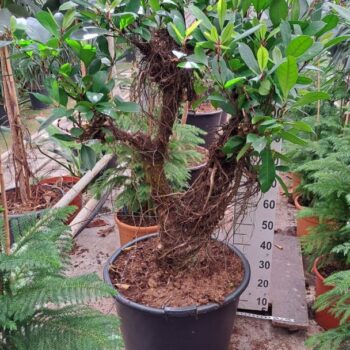 Cyathistipula vertakt XL