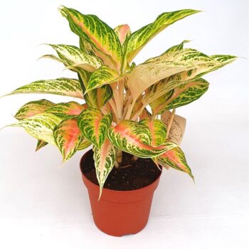 Aglaonema 'Siam Pink'
