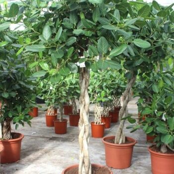 Ficus Benghalensis