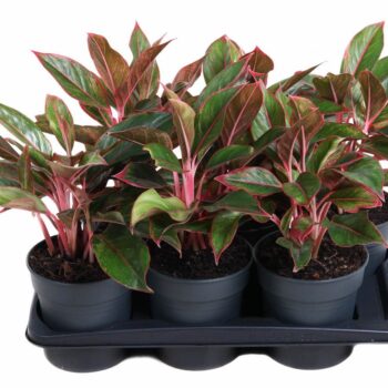 Aglaonema Siam Red