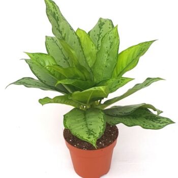 Aglaonema 'Freedman'