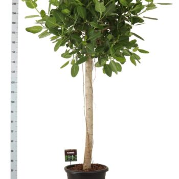 Ficus bengh. Audrey op stam