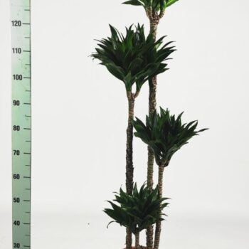 Dracaena compacta 120-90-60-30