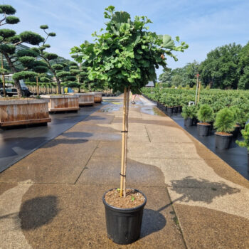 Ginkgo biloba 'Mariken'