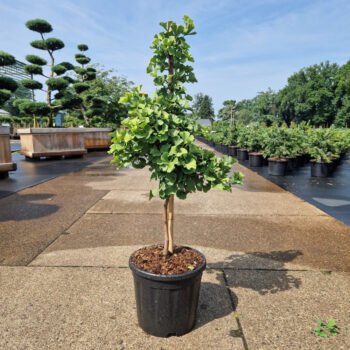 Ginkgo biloba 'Troll'