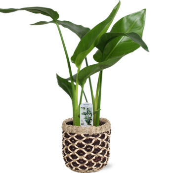 Strelitzia nicolai 2 stek 45-55cm in Geneve mand