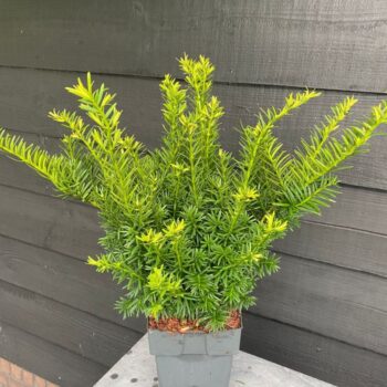 Taxus media 'Farmen' P17