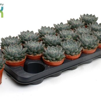 Echeveria Orion