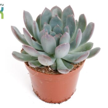 Echeveria Pulidonis
