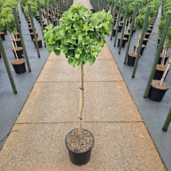 Ginkgo biloba 'Troll'