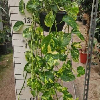 Epipremnum Aureum hangplant XL