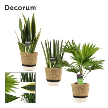 Groenmix 12 cm in Hanoi mand wit (Deco-collection)