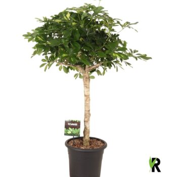 Schefflera arb. Gold Capella op stam