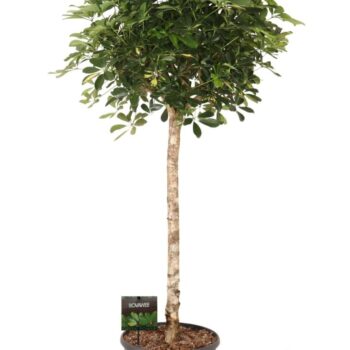 Schefflera arb. Gold Capella op stam