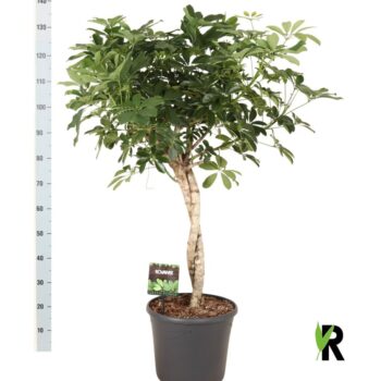 Schefflera arb. Compacta twister
