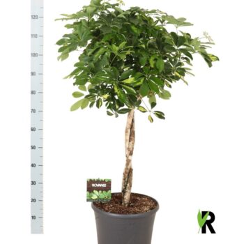 Schefflera arb. Gold Capella twister