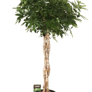 Schefflera arb. Compacta melted braid