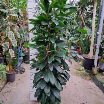 Ficus Cyathistipula toef XXL