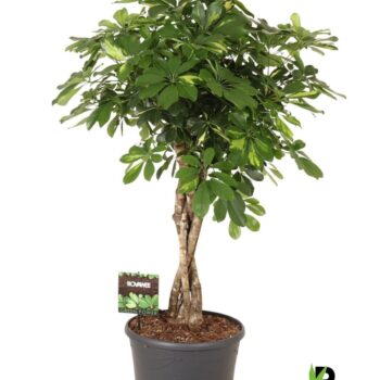 Schefflera arb. Gold Capella melted braid