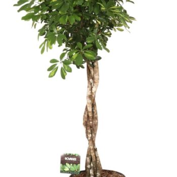 Schefflera arb. Gold Capella melted braid