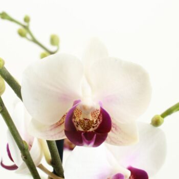 Flower Symphony | Safe Haven | Phalaenopsis 3 spike