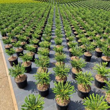 Cryptomeria jap. 'Dinger'