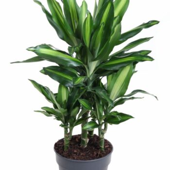 Dracaena Cintho 30-carrousel