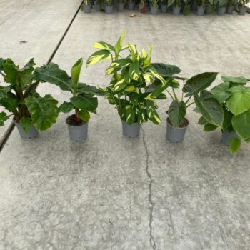 Groen Mix 19cm in Blanco hoes