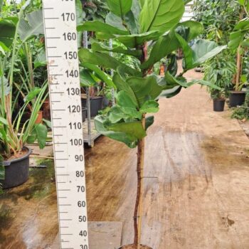 Ficus Lyrata stam 190