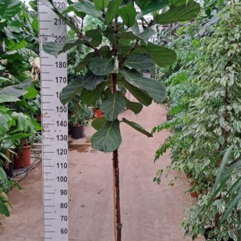 Ficus Lyrata stam 250