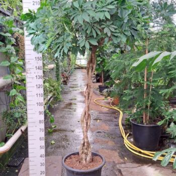 Schef. Compacta gevlochten stam 240