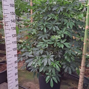 Schefflera Compacta Bush XL 190