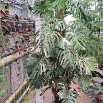 Monstera Del. var. XXL 280