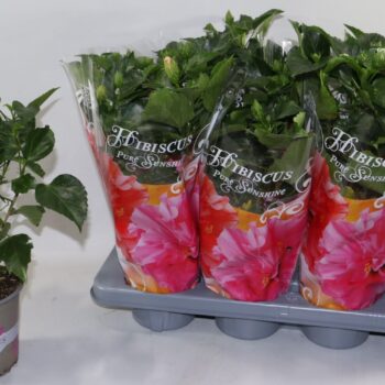 Hibiscus rosa sinensis 4+ "Sunshiners®" mix dubbelbloemig in des
