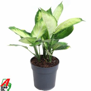 Dieffenbachia Tropic Marianna p19