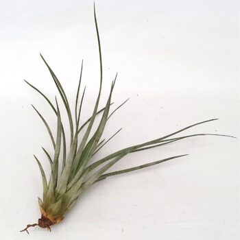 Tillandsia 'Pino'( 6400-A-03)