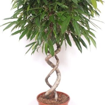 Ficus Amstel King