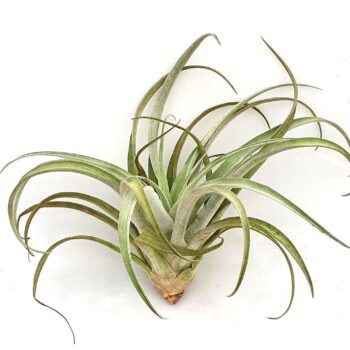 Tillandsia 'Chiapensis'