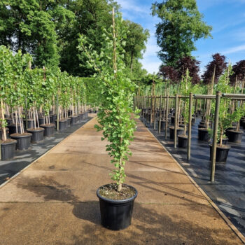 Ginkgo biloba 'Fastigiata Blagon'